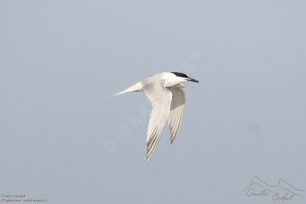Sandwich Tern