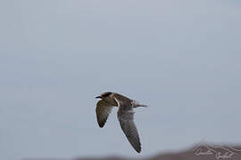 Antarctic Tern