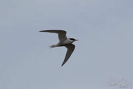 Antarctic Tern