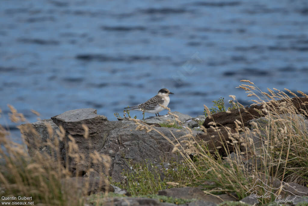 Sterne couronnéejuvénile, habitat