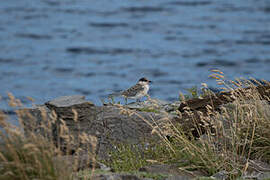 Antarctic Tern