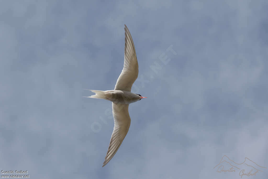 Antarctic Ternadult, Flight