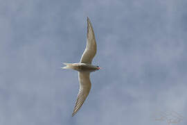 Antarctic Tern