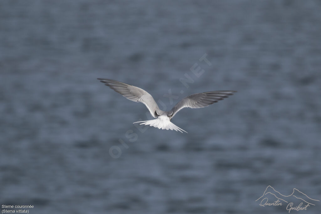 Antarctic Tern