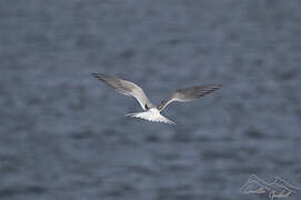 Antarctic Tern