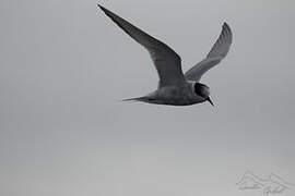 Antarctic Tern