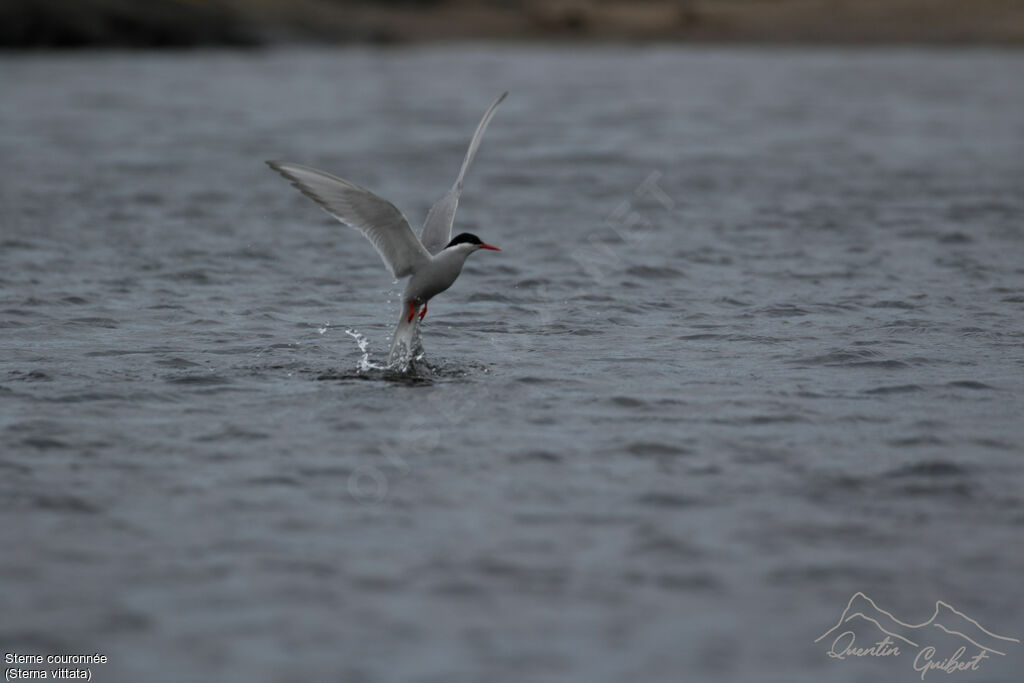 Antarctic Tern