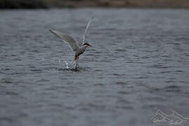 Antarctic Tern