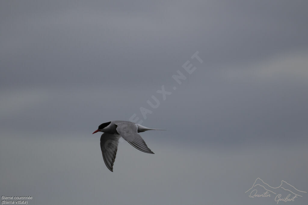 Antarctic Tern