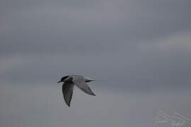 Antarctic Tern