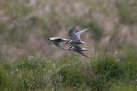 Antarctic Tern