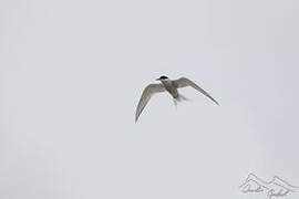 Antarctic Tern