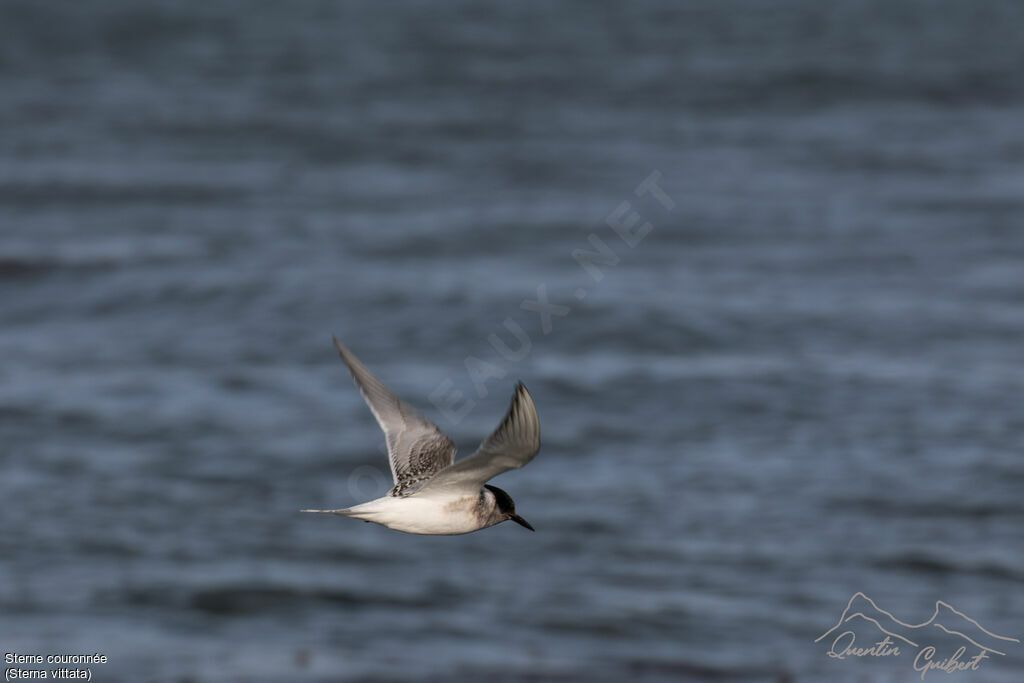 Antarctic Ternjuvenile, Flight