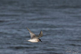 Antarctic Tern