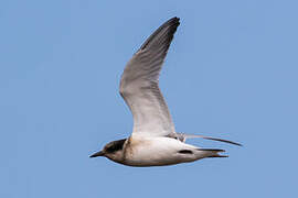 Antarctic Tern