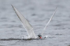 Antarctic Tern