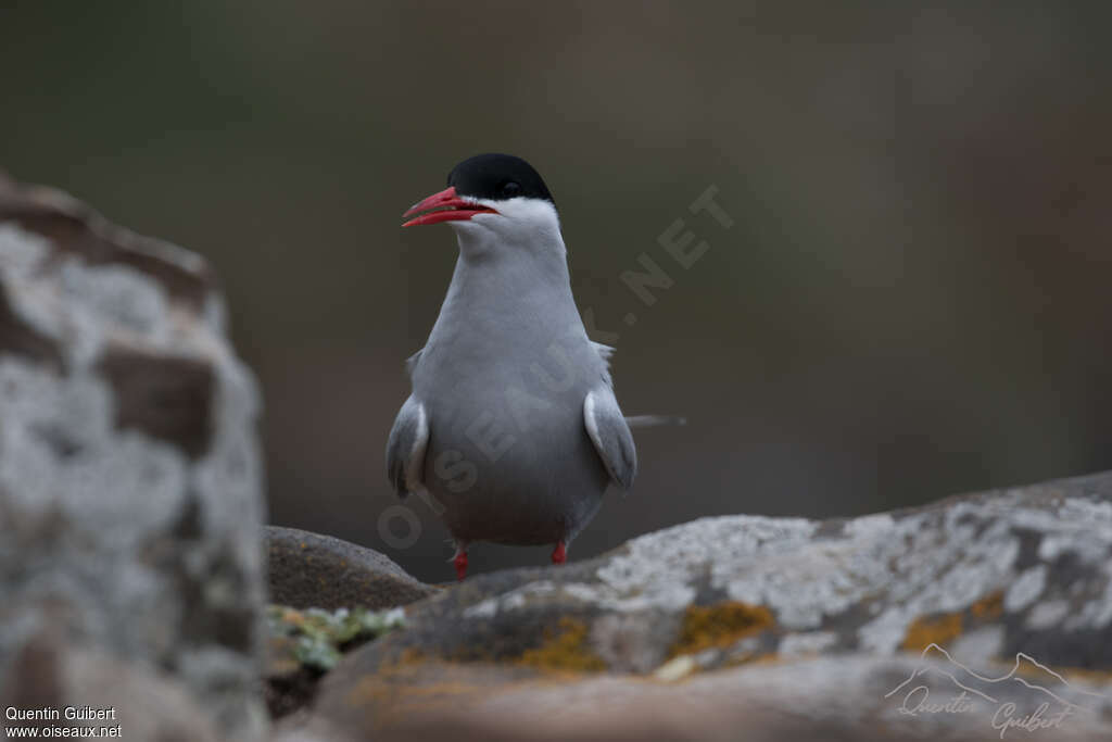 Antarctic Ternadult, close-up portrait