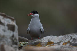 Antarctic Tern