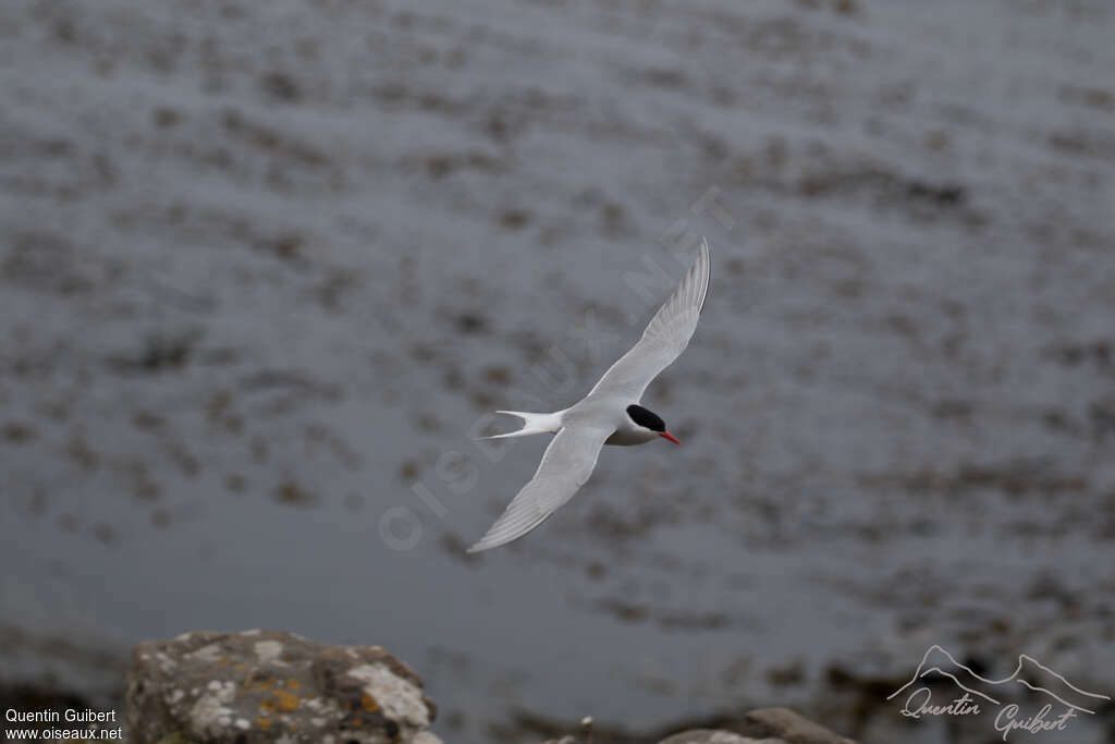 Antarctic Ternadult, pigmentation, Flight