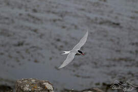 Antarctic Tern