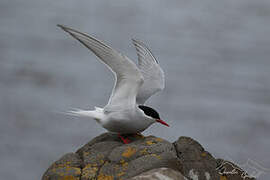 Antarctic Tern