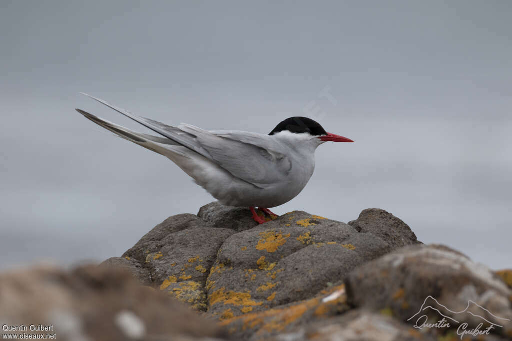 Antarctic Ternadult breeding, identification