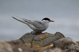 Antarctic Tern