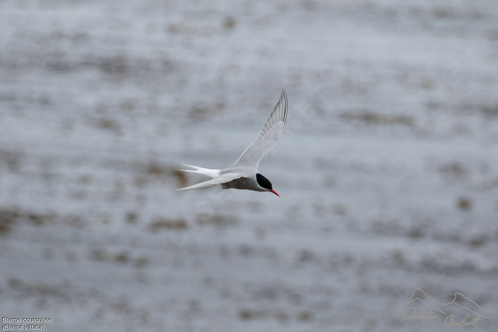 Antarctic Tern