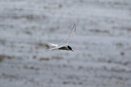 Antarctic Tern