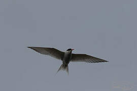 Antarctic Tern