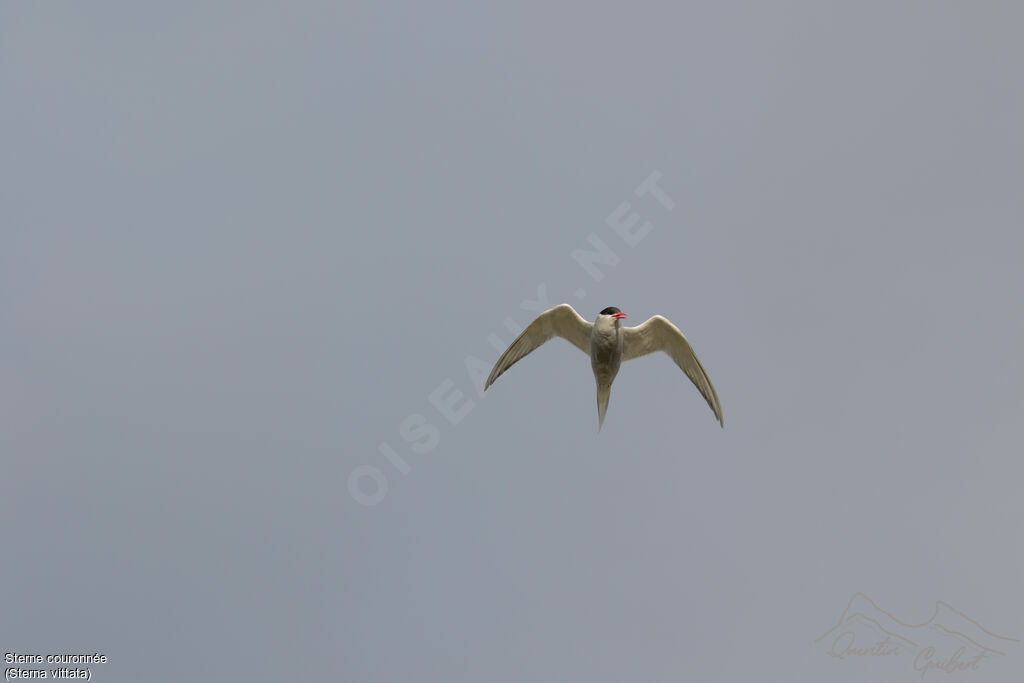 Antarctic Tern