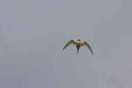 Antarctic Tern