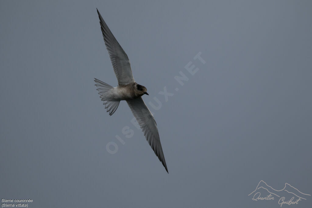 Antarctic Tern