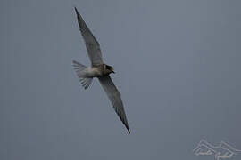 Antarctic Tern