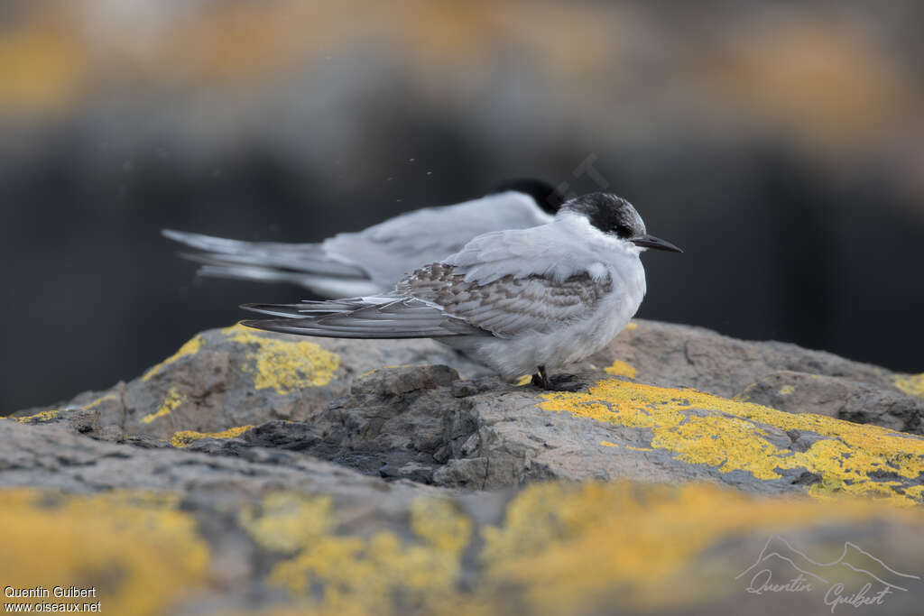 Sterne de Kerguelen2ème année, identification