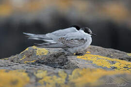 Kerguelen Tern