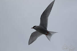 Kerguelen Tern