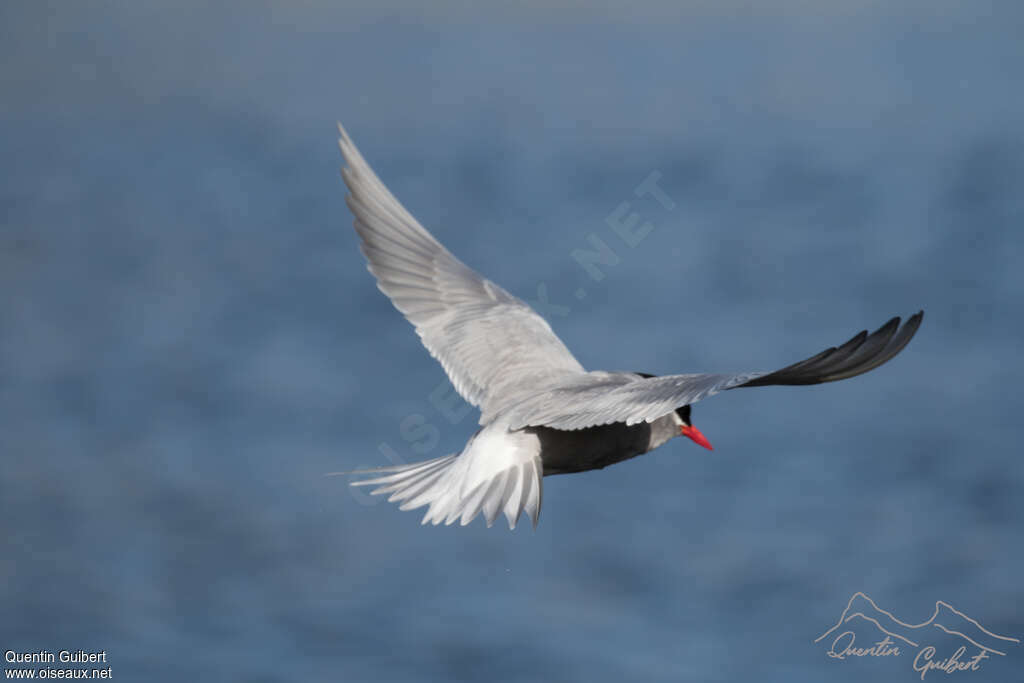 Kerguelen Ternadult, pigmentation, Flight