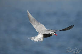 Kerguelen Tern