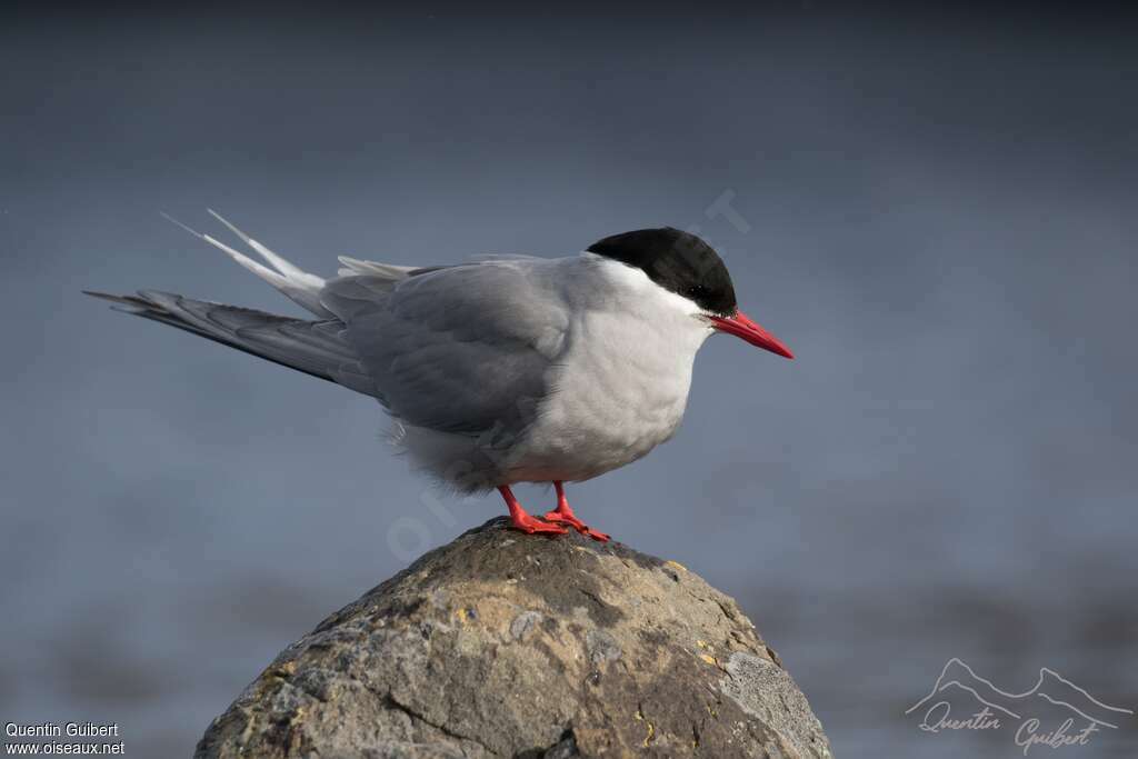 Kerguelen Ternadult, identification