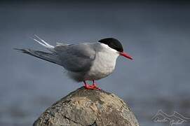 Kerguelen Tern