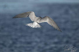 Kerguelen Tern