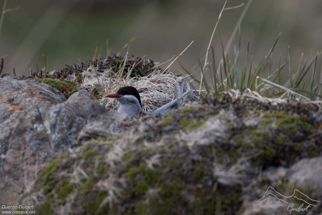 Sterne de Kerguelenadulte, habitat, Nidification