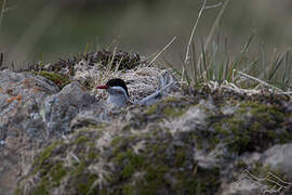 Kerguelen Tern