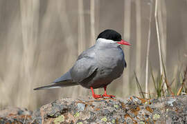 Kerguelen Tern