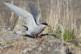 Kerguelen Tern