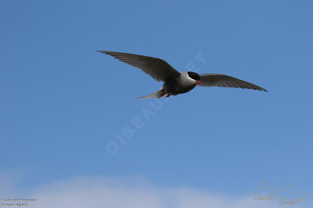 Kerguelen Ternadult, Flight