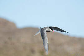 Kerguelen Tern