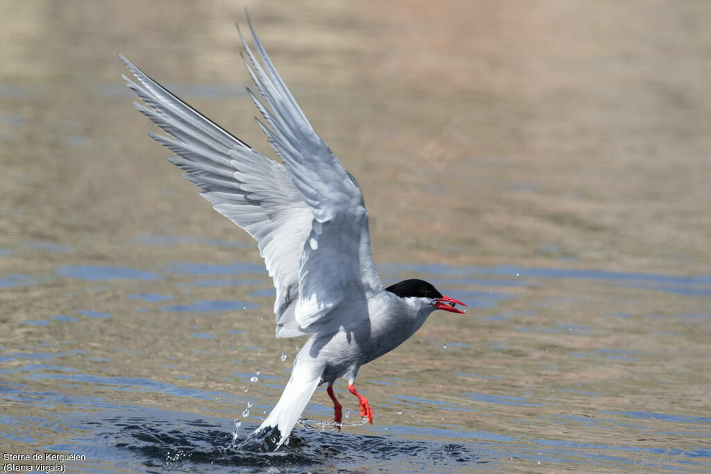 Sterne de Kerguelenadulte nuptial, pêche/chasse