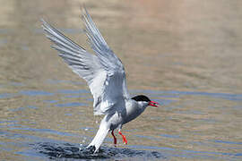 Kerguelen Tern